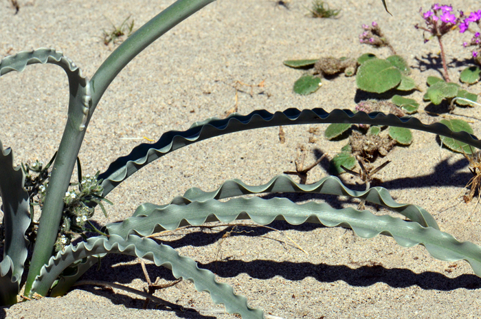 Desert Lily: As beautiful as it is, this plant only blooms in the spring after rainy winters. Absence wet winters this plant will only sprout one or two basal leaves! Hesperocallis undulata 